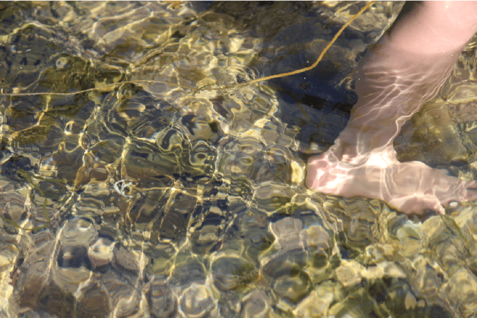 Daydreamer Lens Tanya de Paor