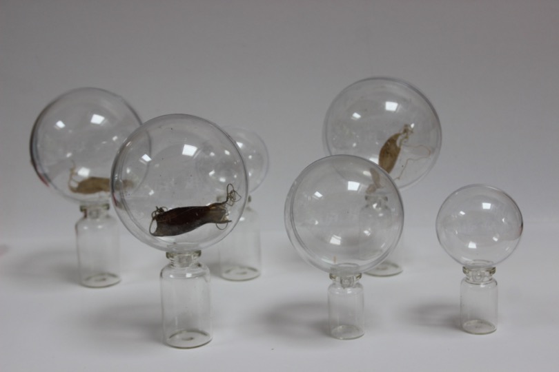 Tanya de Paor Worlds within Worlds